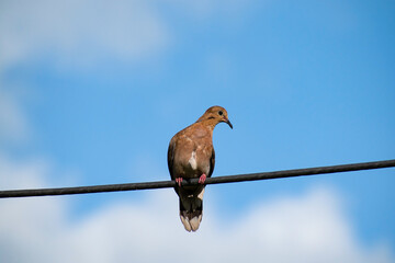 One brown zenaida aurita dove looking towards his left side. Bird is sitting on a black wire or power line with a blurred background of the blue sky and white clouds.
