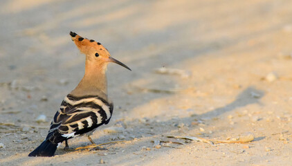A eurasian hoopoe (Upupa epops) in the ground.