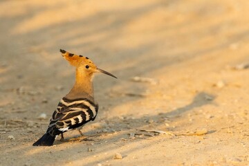 A eurasian hoopoe (Upupa epops) in the ground. © Arnau Soler