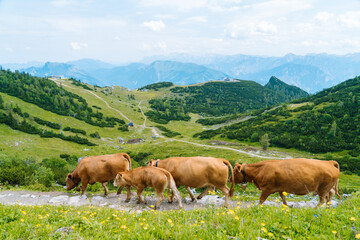 Fototapeta na wymiar Cow and calf spends the summer months on an alpine meadow in Alps. Many cows on pasture. Austrian cows on green hills in Alps. Alpine landscape in cloudy Sunny day. Cow standing on road through Alps. 
