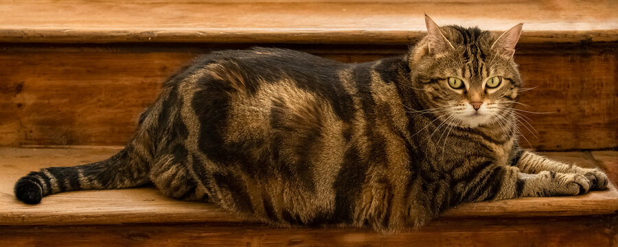 A beautiful fat cat standing on the staircase, funny animal
