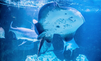 Close up picture of stingray in aquarium with blue water shade. Smiling stingray is swimming underwater. Sea wild life with tropical animals with dangerous tails.