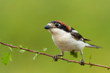 A woodchat shrike (Lanius senator) perched in a branch with spines.