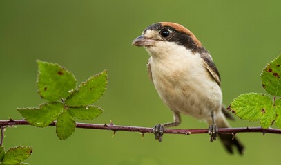 Fototapeta premium A woodchat shrike (Lanius senator) perched in a branch with spines.