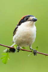 A woodchat shrike (Lanius senator) perched in a branch with spines.