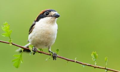 A woodchat shrike (Lanius senator) perched in a branch with spines.