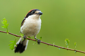 A woodchat shrike (Lanius senator) perched in a branch with spines.