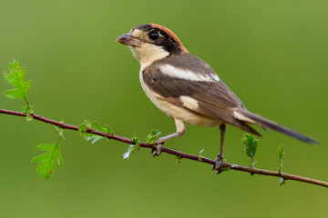 Obraz premium A woodchat shrike (Lanius senator) perched in a branch with spines.