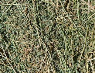 Alfalfa Hay for animal feed or mulch 