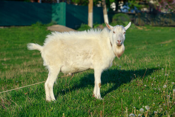 Obraz premium The old goat