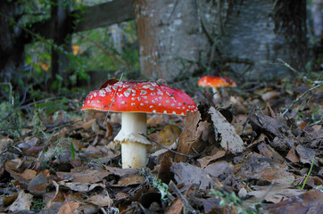 Fly Agaric Mushrooms (Amanita muscaria) growing in leaf litter from live oak 