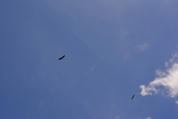 Red-tailed hawk chasing Bald Eagle 