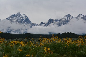 Daisy Meadow in front of cloudy majestic Grand Tetons.