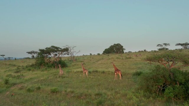 Herd Of African Giraffes Standing On The Green Grassfield In Private Game Reserve, Nelspruit, South Africa.  - aerial drone