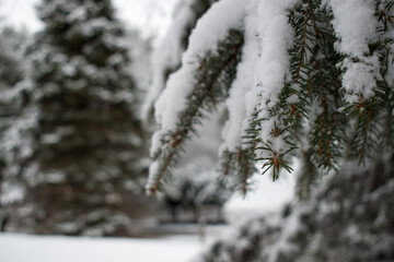 Fresh snow fallen on an evergreen tree during winter in Massachusetts