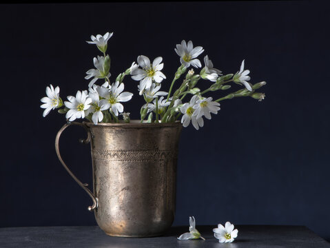 white small flowers of Cerastium argenteum in a mug on a wooden table