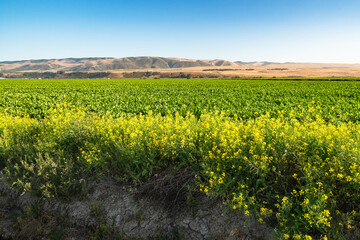 Agricultural field at sunset. Celery growing in a field, Santa Barbara County, California