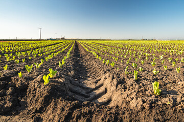 Agricultural Field with Rows of Young Fresh Salad Lettuce Plants