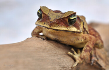 Big Brown-Eyed frog that lives in lakes and swamps