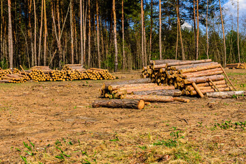 Stacked tree logs of pine wood in the forest. Forest felling. Timber storage