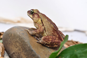 Big Brown-Eyed frog that lives in lakes and swamps