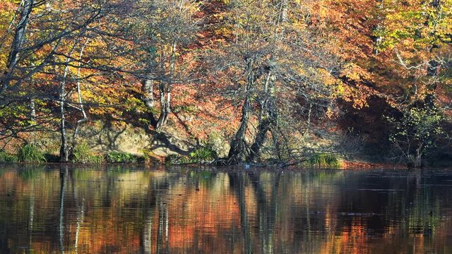 Sunny day on the shore of a forest lake early autumn. Trees with green, yellow and red leaves reflect in the water. Yedigoller National Park at Bolu, Turkey
