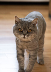 Chat