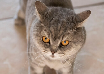 Chat