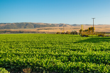 Fototapeta na wymiar Agricultural field of celery plant and agricultural machines. Harvest season, California
