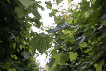 Green leaves during the summer time day