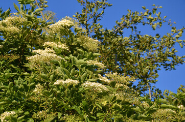 blühender Holunderbaum