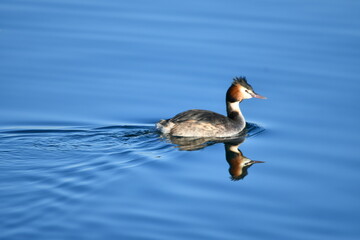 Fototapeta premium Grèbe hupée