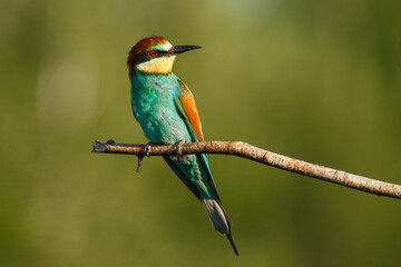 A Golden bee eater sits on a branch on a green background