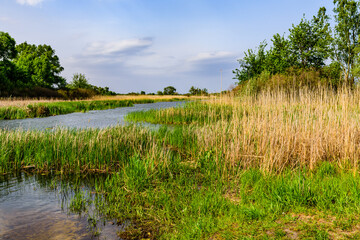 Obraz premium Summer landscape with the green trees and river
