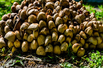Fiber cap mushrooms (Inocybe asterospora) growing in a forest