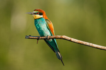 A Golden bee eater sits on a branch on a green background
