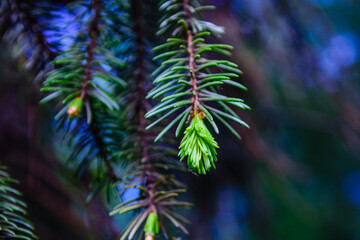 Closeup of the young twigs of fir tree at spring