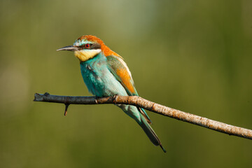A Golden bee eater sits on a branch on a green background