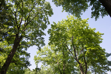 Obraz premium Green leaves during the summer time day