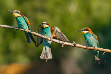 European Bee-eater comes in to land on a branch with another bee-eater