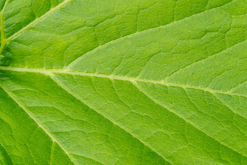 Large leaf pumpkin close-up shoot. texture of pumpkin leaves.