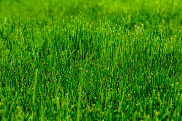 Obraz premium Background of the green grass. Eco concept. Selective focus