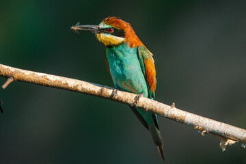 A Golden bee eater sits on a branch on a green background