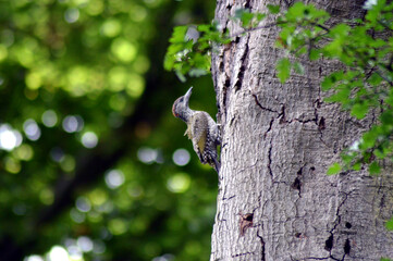Obraz premium Woodpecker at a summer tree