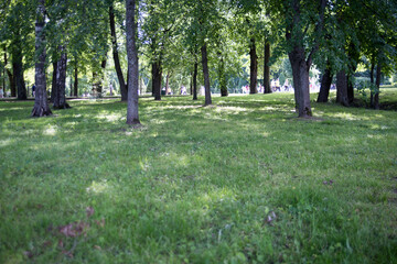 Fototapeta na wymiar Green Trees and Grass in the Park Petergof