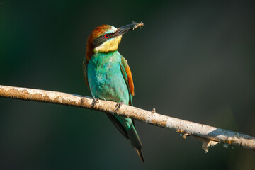 A Golden bee eater sits on a branch on a green background