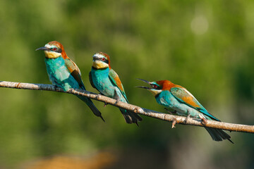 Fototapeta na wymiar European bee-eater, merops apiaster.on Sunny morning, three birds are sitting on a branch.