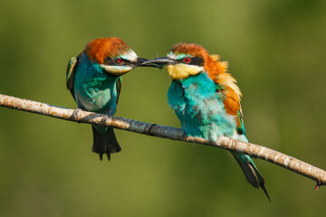 two Golden bee eaters sit on a branch on a green background and feed each other