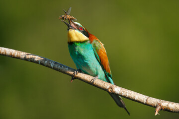 A Golden bee eater sits on a branch with its prey