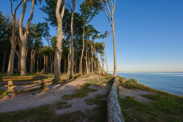 Obraz premium natural wood on the baltic sea